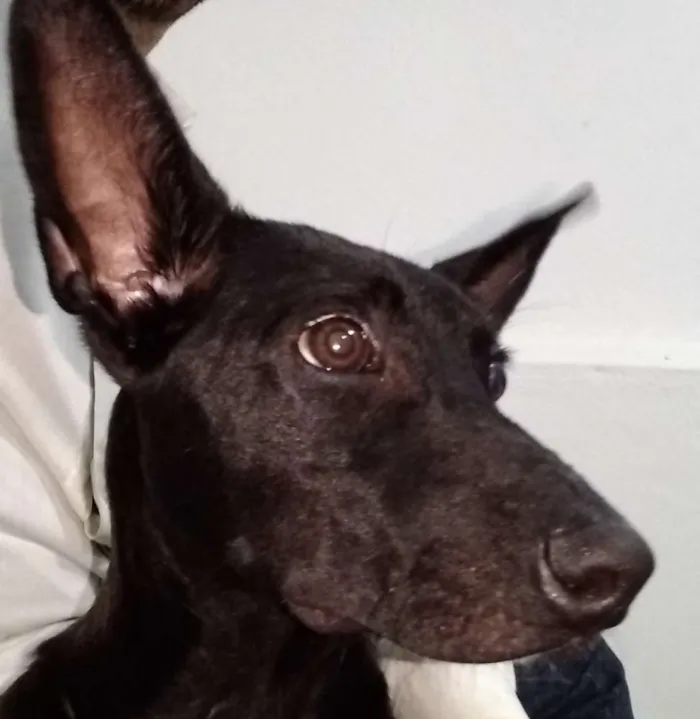 Cachorro ra a SRD idade 1 ano nome Nino