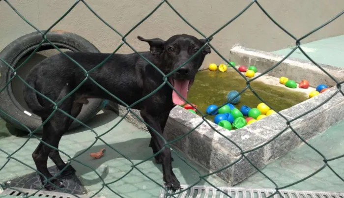 Cachorro ra a SRD idade 1 ano nome Nino