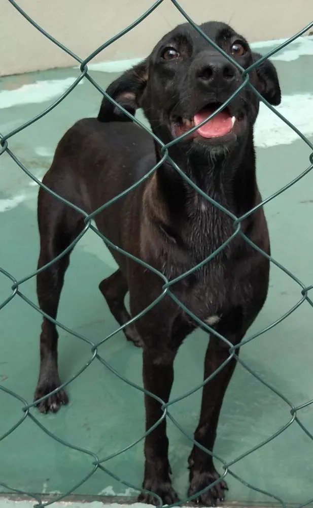 Cachorro ra a SRD idade 1 ano nome Nino