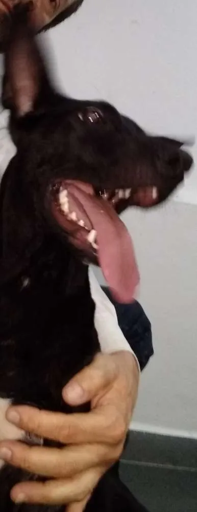Cachorro ra a SRD idade 1 ano nome Nino