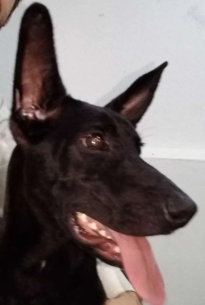 Cachorro ra a SRD idade 1 ano nome Nino