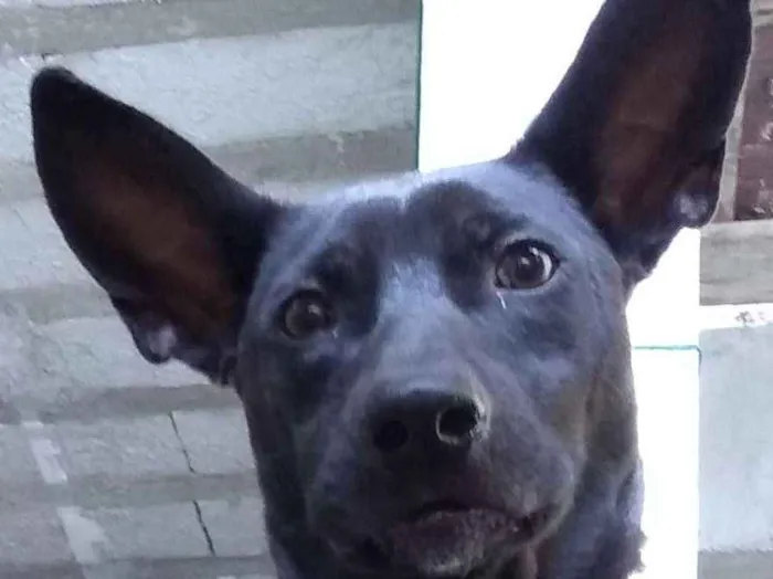Cachorro ra a SRD idade 1 ano nome Nino