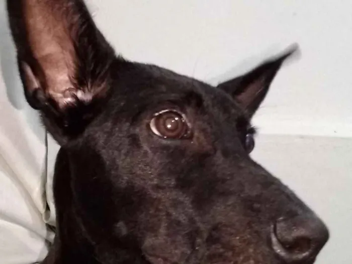 Cachorro ra a SRD idade 1 ano nome Nino