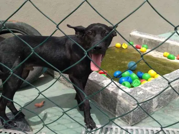 Cachorro ra a SRD idade 1 ano nome Nino