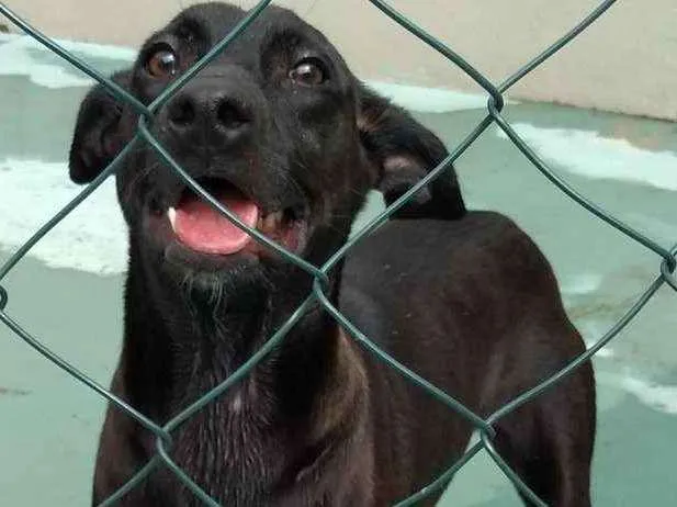Cachorro ra a SRD idade 1 ano nome Nino