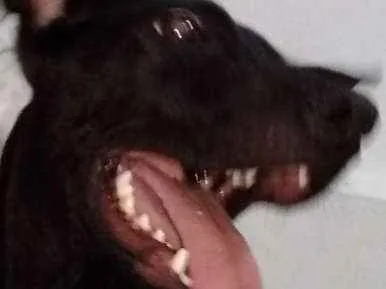 Cachorro ra a SRD idade 1 ano nome Nino