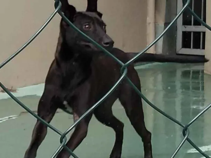 Cachorro ra a SRD idade 1 ano nome Nino