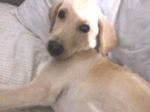 Cachorro raça Sem raça definida  idade 2 a 6 meses nome Thor 