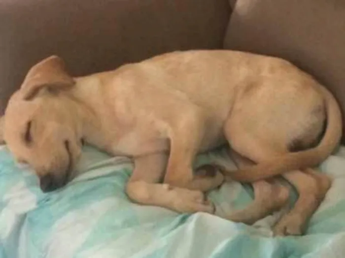 Cachorro ra a Sem raça definida  idade 2 a 6 meses nome Thor 