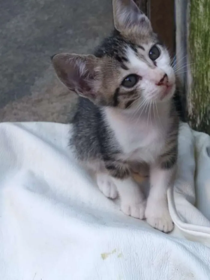 Gato raça  idade 2 a 6 meses nome Ísis