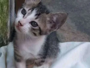 Gato raça  idade 2 a 6 meses nome Ísis