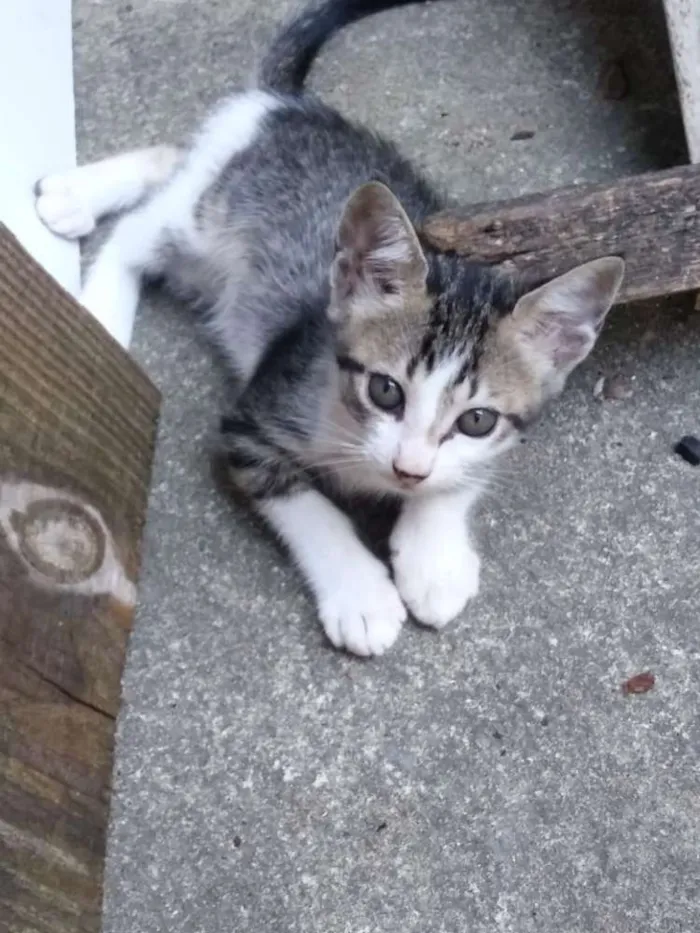 Gato raça  idade 2 a 6 meses nome Ísis