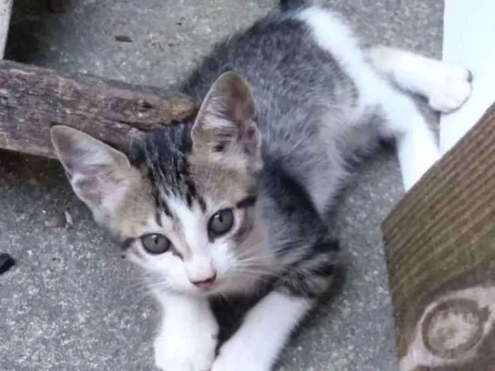 Gato raça  idade 2 a 6 meses nome Ísis