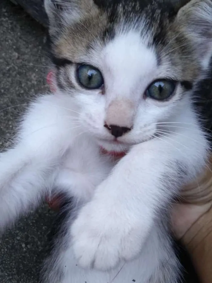 Gato raça  idade 2 a 6 meses nome Jade