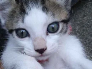 Gato raça  idade 2 a 6 meses nome Jade