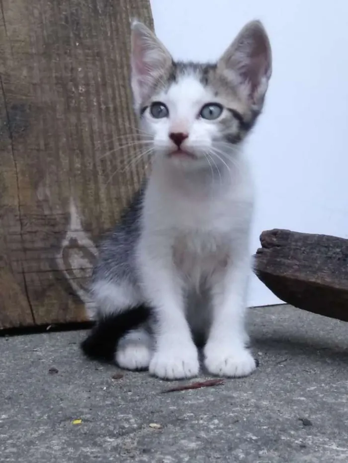 Gato raça  idade 2 a 6 meses nome Jade