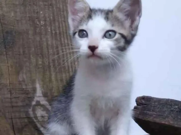 Gato raça  idade 2 a 6 meses nome Jade