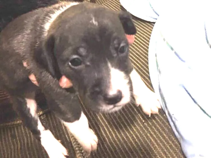 Cachorro ra a Mãe pitbull, pai vira lata idade Abaixo de 2 meses nome Filhote