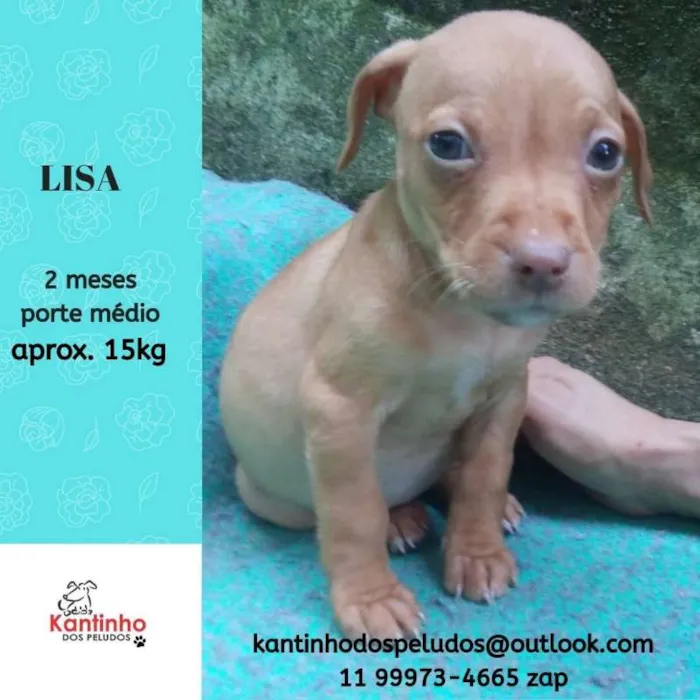 Cachorro ra a  idade Abaixo de 2 meses nome Lisa Bebezinha