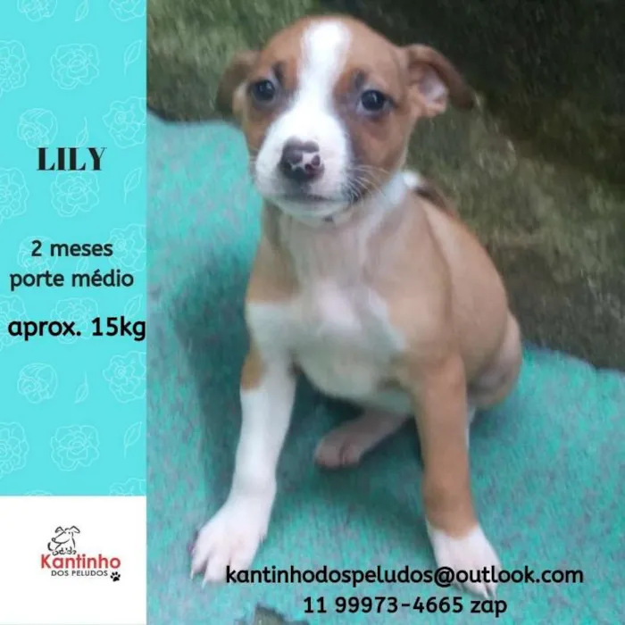 Cachorro ra a  idade Abaixo de 2 meses nome Lily Bebezinha