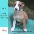 Lily Bebezinha