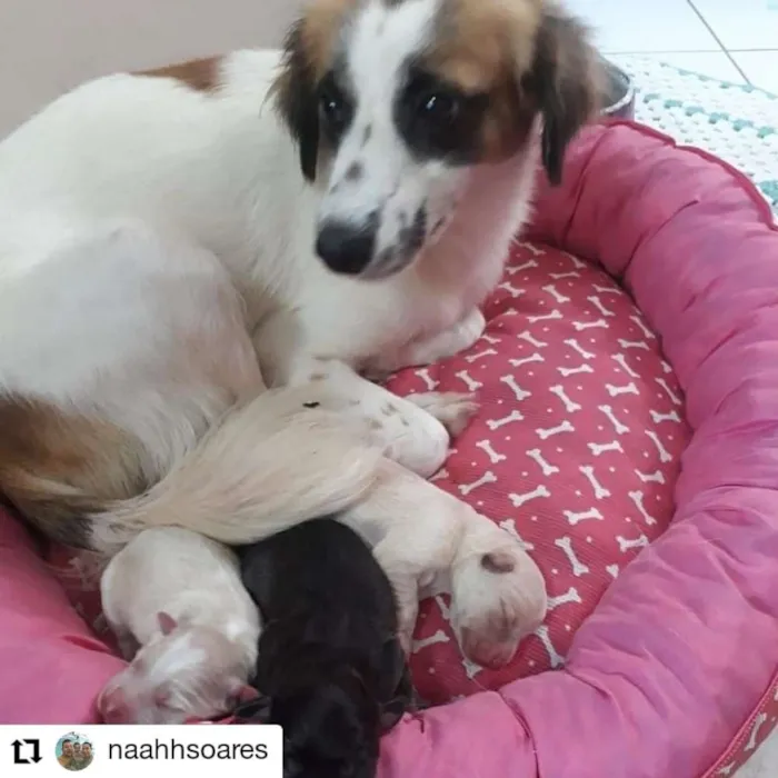 Cachorro ra a Nd idade 3 anos nome Sem nome