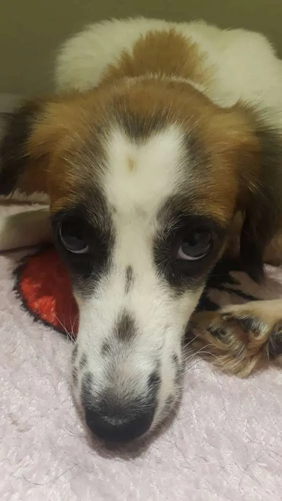 Cachorro ra a Nd idade 3 anos nome Sem nome