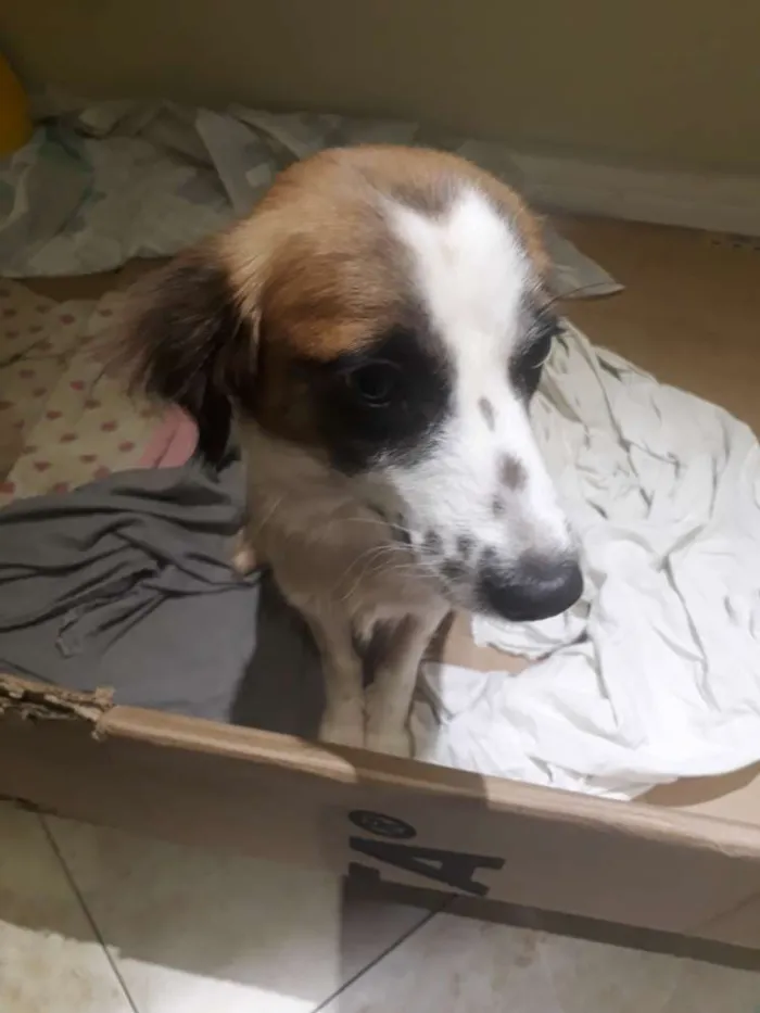 Cachorro ra a Nd idade 3 anos nome Sem nome