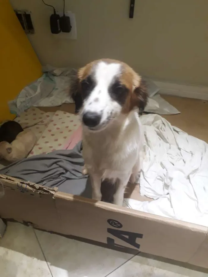 Cachorro ra a Nd idade 3 anos nome Sem nome