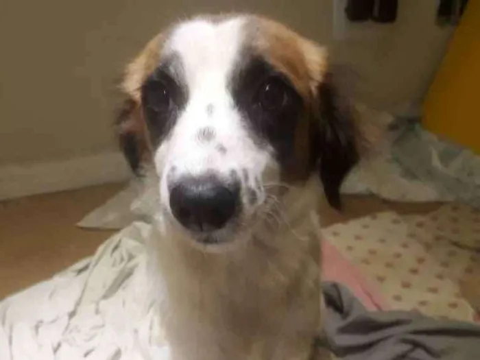 Cachorro ra a Nd idade 3 anos nome Sem nome