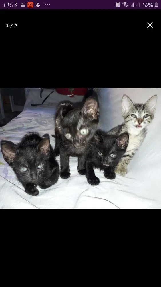 Gato raça  idade 2 a 6 meses nome Sem nome