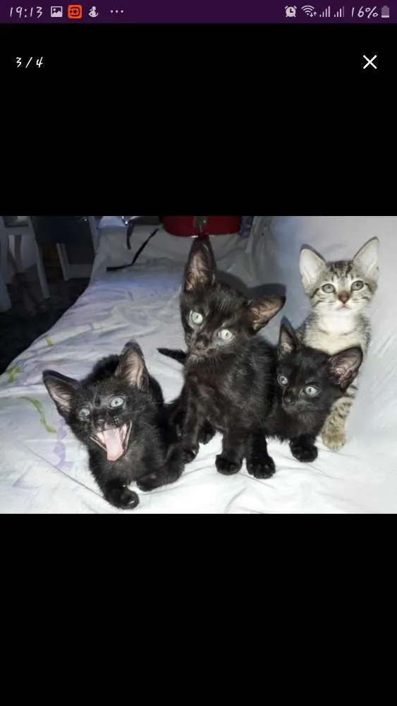 Gato raça  idade 2 a 6 meses nome Sem nome