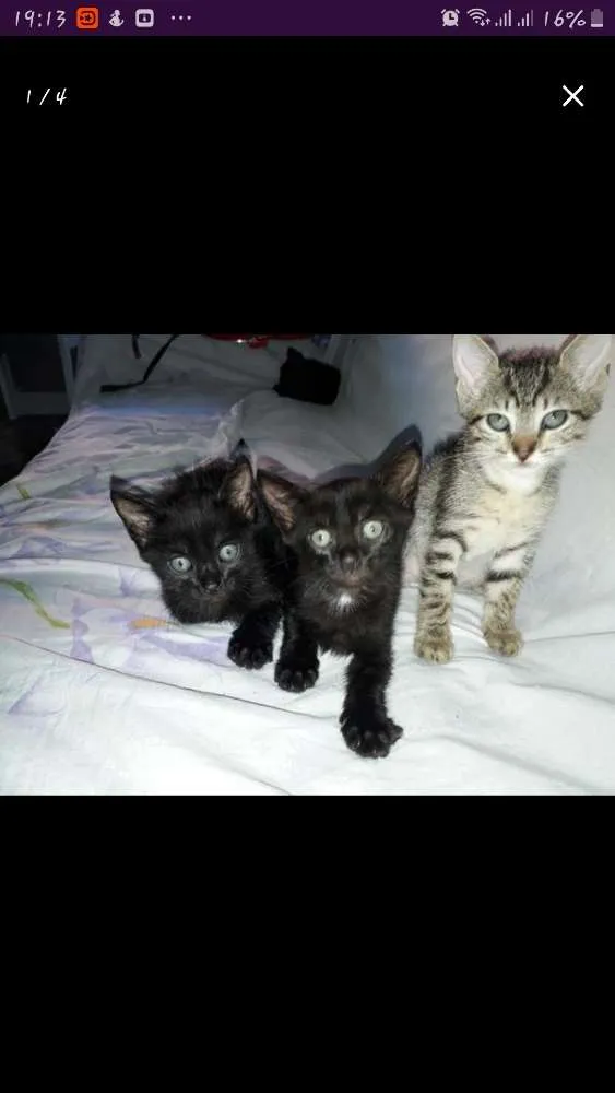 Gato raça  idade 2 a 6 meses nome Sem nome