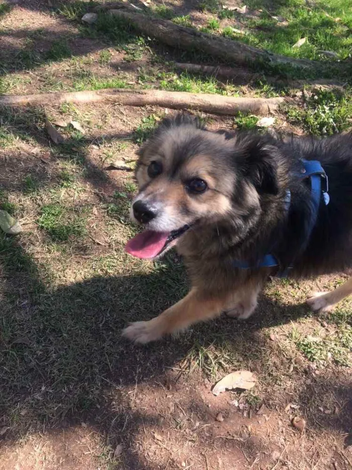 Cachorro ra a SEM raça  idade 6 ou mais anos nome Nick