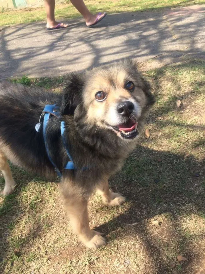 Cachorro ra a SEM raça  idade 6 ou mais anos nome Nick