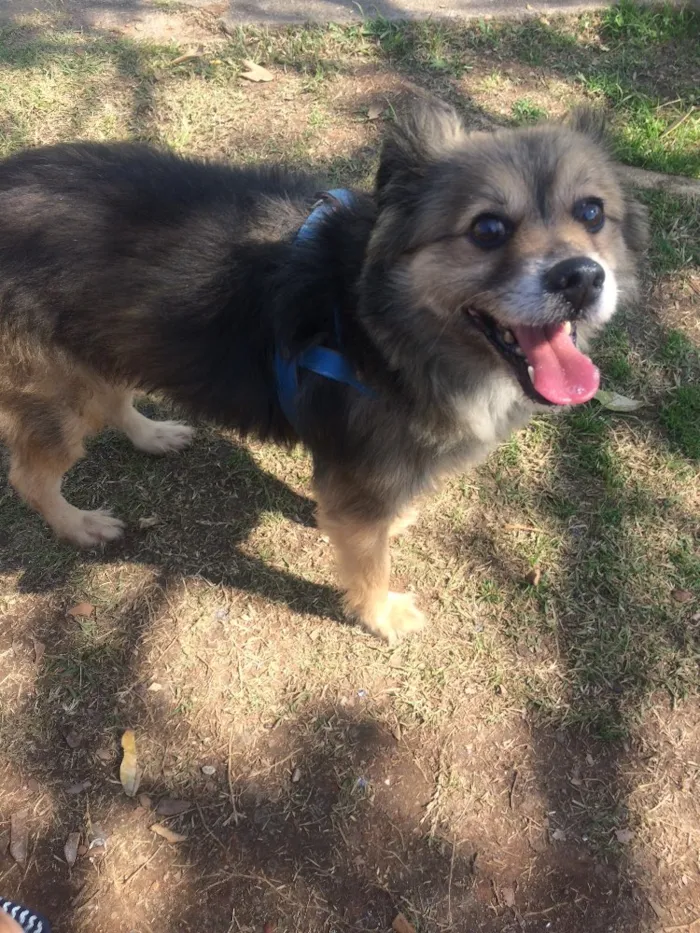 Cachorro ra a SEM raça  idade 6 ou mais anos nome Nick