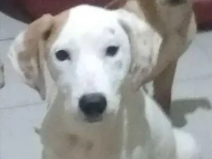 Cachorro raça SRD idade 2 a 6 meses nome Conan