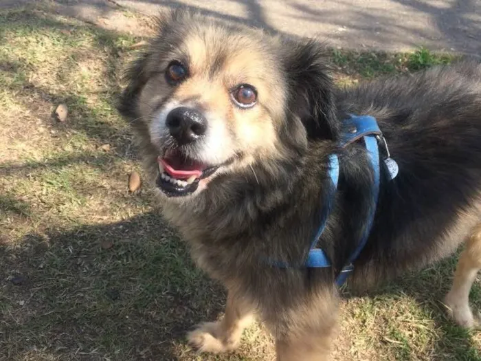 Cachorro ra a SEM raça  idade 6 ou mais anos nome Nick