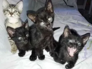 Gato raça  idade 2 a 6 meses nome Sem nome