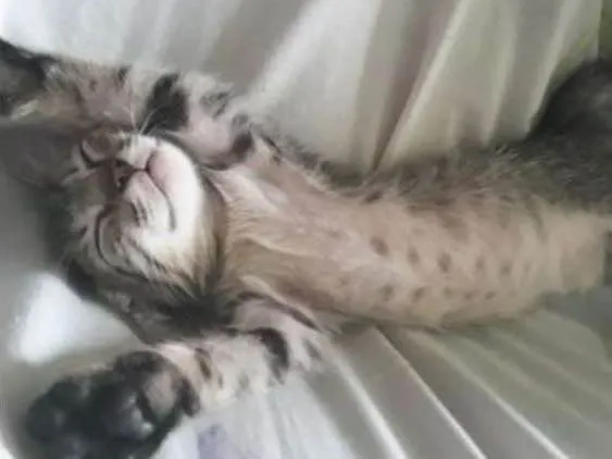 Gato raça  idade 2 a 6 meses nome Sem nome