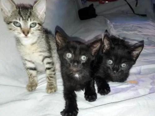 Gato raça  idade 2 a 6 meses nome Sem nome