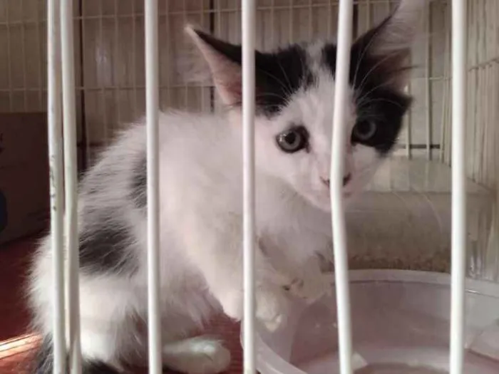 Gato raça Srd idade 2 a 6 meses nome Sem nomes