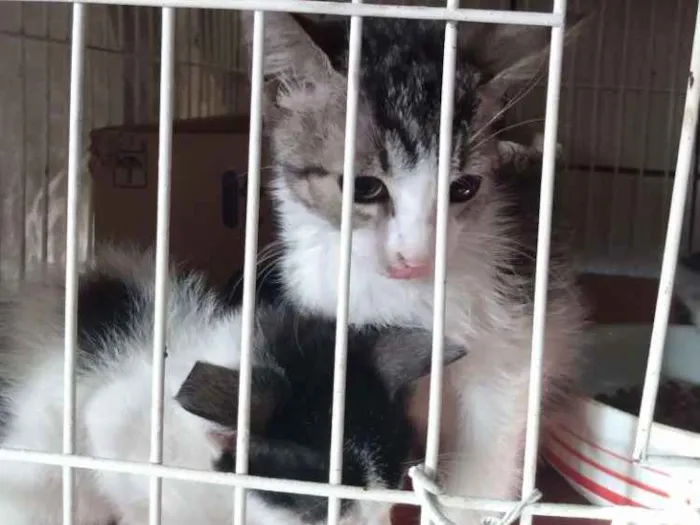 Gato raça Srd idade 2 a 6 meses nome Sem nomes