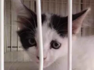 Gato raça Srd idade 2 a 6 meses nome Sem nomes