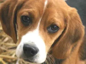 Cachorro raça Beagle idade 3 anos nome Tilim