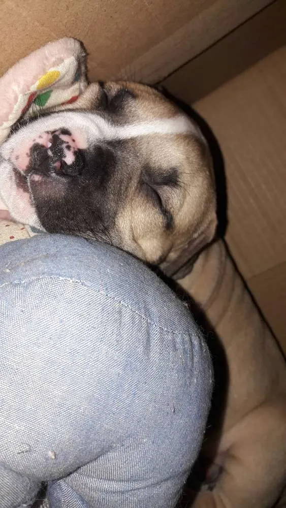 Cachorro ra a American staffordshire terrier idade Abaixo de 2 meses nome Sem nome 