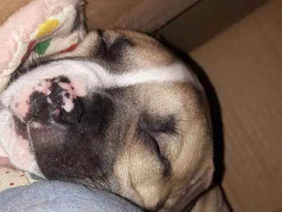Cachorro ra a American staffordshire terrier idade Abaixo de 2 meses nome Sem nome 