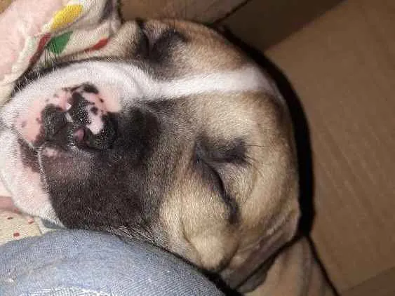 Cachorro ra a American staffordshire terrier idade Abaixo de 2 meses nome Sem nome 