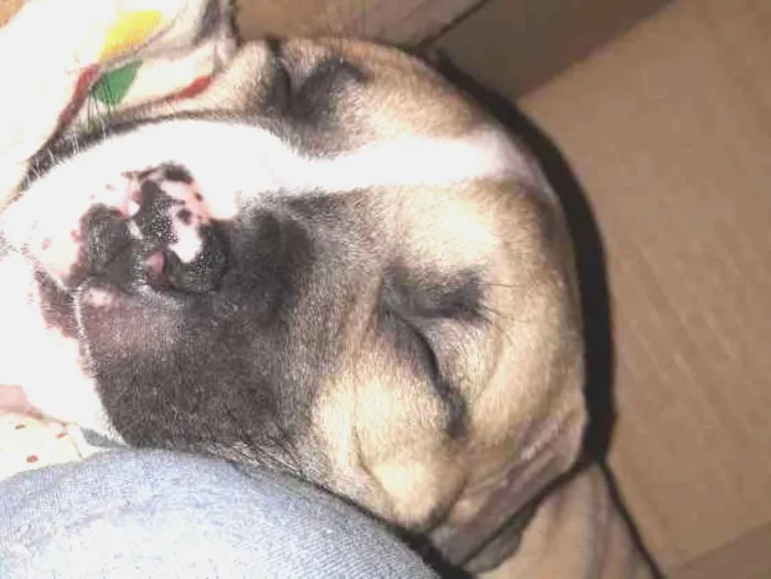 Cachorro ra a American staffordshire terrier idade Abaixo de 2 meses nome Sem nome 
