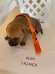 DIOR